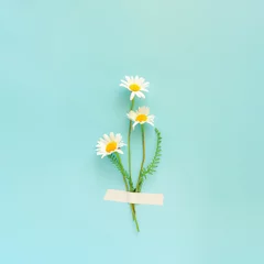 Foto op Canvas Field daisy flowers taped to blue background. Minimal concept. © OlgaKhorkova