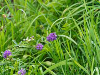 Medicago sativa | Luzerne cultivée ou foin de Bourgogne