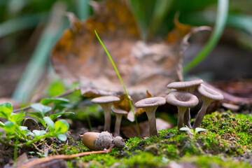 
small forest mushrooms green moss and autumn leaves