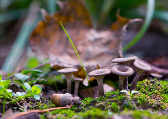 forest mushrooms green moss and autumn leaves close up