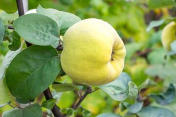 Tasty ripe juicy quince fruit on a branch