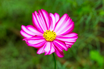 Obraz premium Pink cosme flower close up on natural background