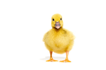 NewBorn little Cute yellow duckling isolated on white.