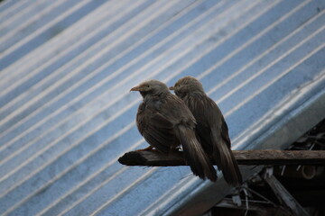 bird on a fence
