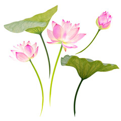 Set of elements lotus flower marker painting