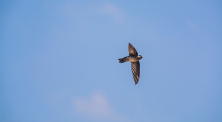 Bird Birdie Fly Flying to A Flock of Birds Looking From Aerial View Flown Flowing In The Air Sky Blue Clear Skies Aerodynamic Dynamic Aero Nautical Animal Day Living Small Baby Learning Learn to Live
