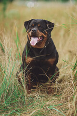 Beautiful rottweiler dog. Dog rottweiler in the park on a background of green grass
