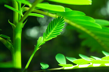 The top of the newly emerging agasta