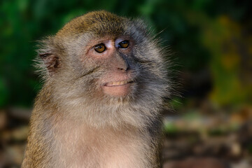 Obraz premium Cute Shock Funny Ape Jocko Droll Entertain Entertainment Safe Save Entertaining Gaga Facial Expression Moustache and Small Pair of Ears Big Funny Face Monkey Humor Humorous Comical Silly Look Around 