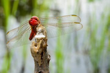 Beautiful Dragonfly Appear On Top of A Plant Seed Looking For Air and Water Drinking Dew Haze Mouisture Condensed Vapor Texture Colorful Colourful Structure Beauty Wing Wings Segment Segments Antenna 