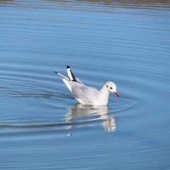 Une mouette sur l eau