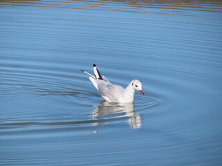 swan on the water