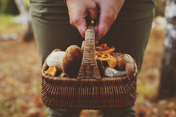 picking wild mushrooms in autumn forest. Hand holding basket full of mushrooms, lifestyle shot.