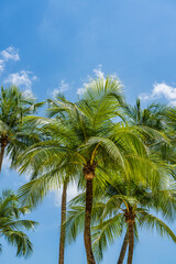 Coconut trees over blue sky