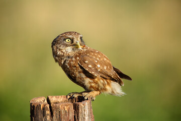 The little owl (Athene noctua) sitting at stake with a worm in its beak with a green background. A small European owl with yellow eyes and a dotted body sits on a stick with a green background.