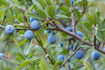 Blackthorn branch with its fruits and leaves. Prunus spinosa. Sloes, fruits of the forest.