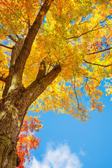 Upward view of a maple tree with bright golden autumn foliage leaves against blue sky 