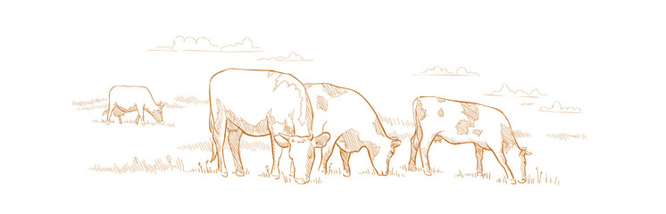 Cows graze in the meadow. Hand drawn sketch. Animal farm. Dairy product. Rural landscape panorama. Milk produce. They eat grass in the field. © Ilia