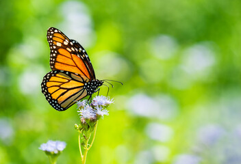 Monarch butterfly (Danaus plexippus) feeding on Greggs Mistflowers (Conoclinium greggii) in the fall. Natural green background with copy space.