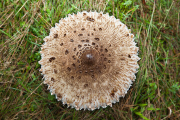Macrolepiota procera, czubajka kania. Kania rosnąca na łące, kapelusz, ujęcie z góry.