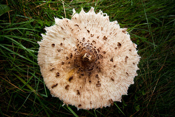 Macrolepiota procera, czubajka kania. Kania rosnąca na łące, kapelusz, ujęcie z góry.