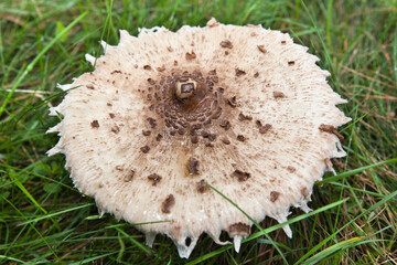 Macrolepiota procera, czubajka kania. Kania rosnąca na łące, kapelusz.