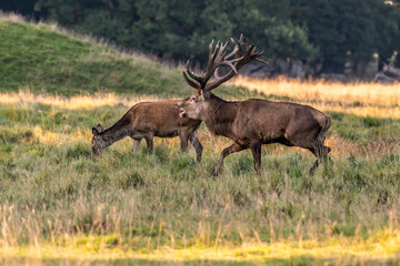 Red Deer Stags (Cervus elaphus) europe