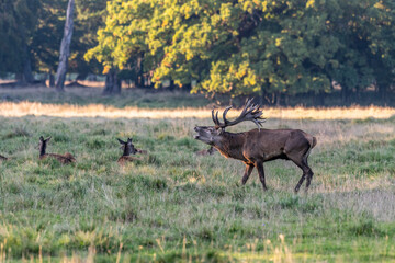 Red Deer Stags (Cervus elaphus) europe