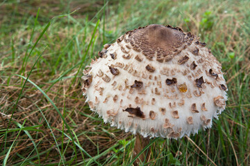 Macrolepiota procera, czubajka kania. Kania rosnąca na łące.