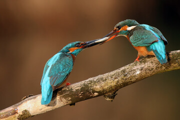 The common kingfisher (Alcedo atthis) also known as the Eurasian kingfisher pair with the fish in the beaks. Typical behavior in courtship and food delivery. Typical behavior when feeding young.