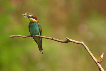 The European bee-eater (Merops apiaster) sitting on a thin twig. Colorful bird with a butterfly in its beak sitting on a branch with a green background.