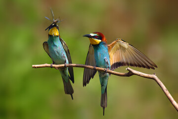The European bee-eater (Merops apiaster) pair sitting on a thin twig with a dragonfly in its beak.Typical behavior during courtship and food transmission.