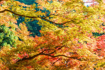 明日香村・岡寺の紅葉