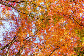 明日香村・岡寺の紅葉