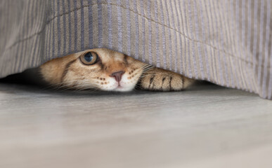 funny little cat stealing under portiere