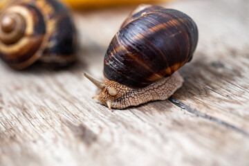 Big snail on the tree. Burgudian, grape or Roman edible snail from the Helicidae family.
