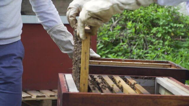Bienenstock umsetzen mit K&ouml;nigin R&auml;hmchen Bienenvolk