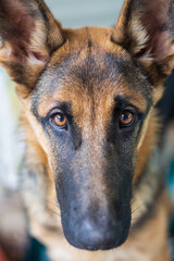close-up portrait of purebred German shepherd with beautiful kind eyes