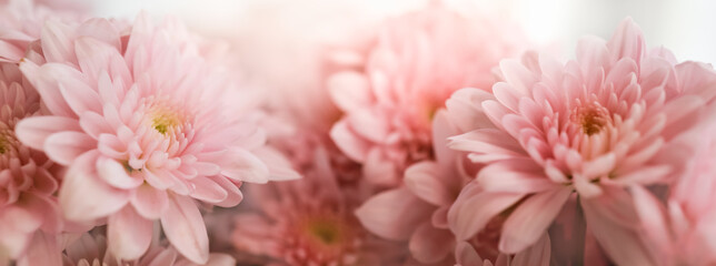 Closeup of beautiful nature pink flower with white background and copy space using as background...