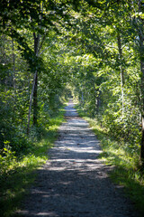 Fototapeta premium Der gerade Weg durch den Wald mit Sonnenlicht