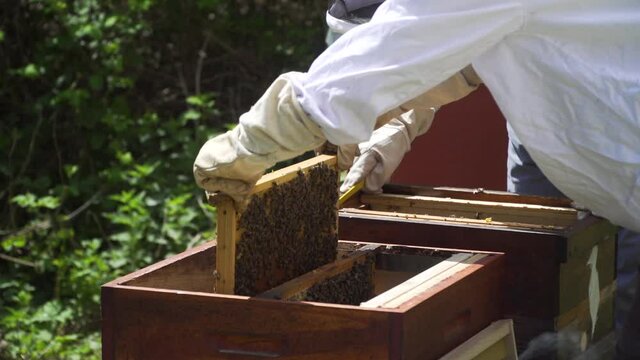 Bienenstock umsetzen mit Königin Rähmchen Bienenvolk