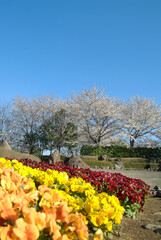 Obraz premium 神奈川県立四季の森公園