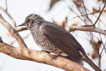 ひ～よ、ひ～よと鳴き声が聞こえたらそれはヒヨドリです