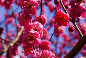 寒い季節、辺り一面が甘い香りに包まれる「梅の花」