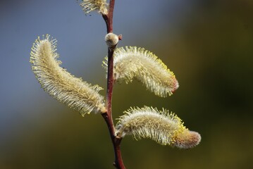 冬の寒さの中で毛皮のようにフワフワした植物「ネコヤナギ」
