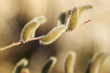 冬の寒さの中で毛皮のようにフワフワした植物「ネコヤナギ」
