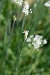Slender false garlic