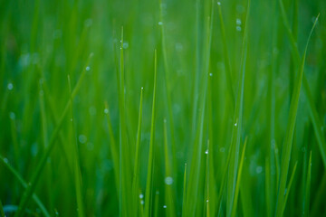 Fototapeta na wymiar Blurred picture of rice leaves background.