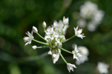 Slender false garlic