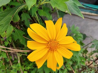 yellow flower in the garden